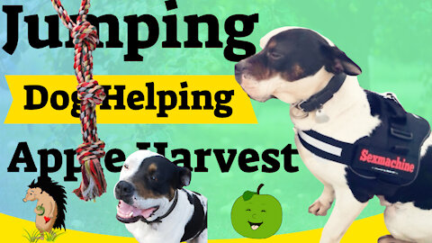 Jumping Dog Helping Apple Harvest