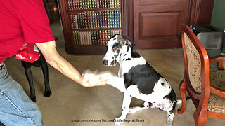 Great Dane shows puppy how to shake