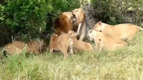 Lion vs lion fight - Big Battle of Leo - lion fight - Leopard fight video - Wild animal -