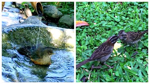 Why do Birds Take Baths, What’s so Important About a Bath?