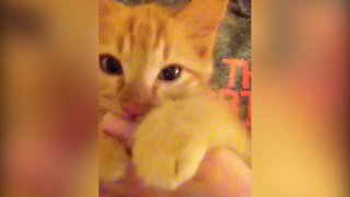 Kitten thinks her Human is her Mama