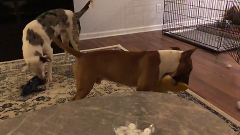 Dog loves to violently shake his toys