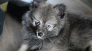 Love at first sight! Pomsky puppy meets Cat brother for the first time!