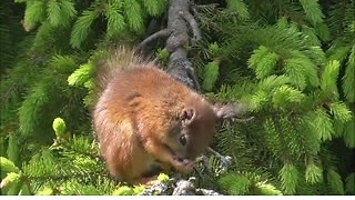 Bobtail baby squirrel