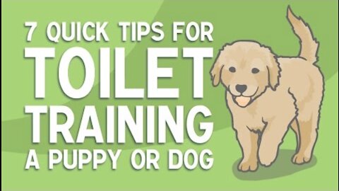 7 QUICK TIPS FOR TOILET TRAINING YOUR DOG