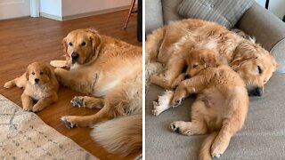 Golden Retriever Ecstatic Over New Puppy Addition