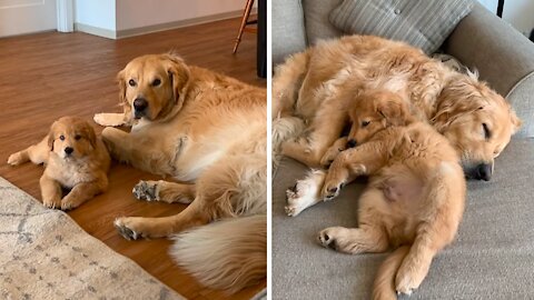 Golden Retriever Ecstatic Over New Puppy Addition