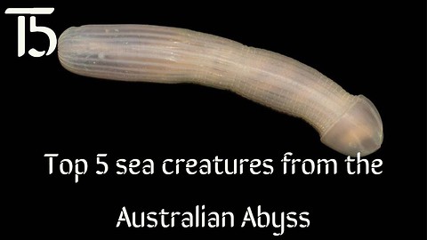 Top 5 sea creatures from the Australian Abyss