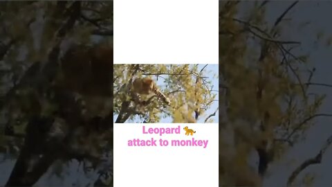 Leopard 🐆 attached to monkey on the tree •| #shorts #youtubeshorts