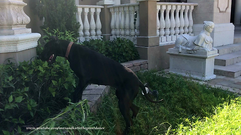 Funny Great Dane Helps With The Gardening