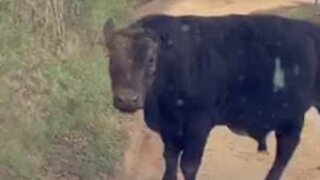 Itchy bull blocks road to scratch