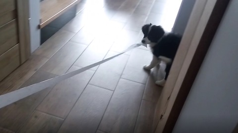 Border Collie puppy caught rolling out toilet paper across the home