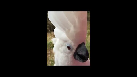 Curious fawn gently pulls on cockatoo's feathers 🥰🥰