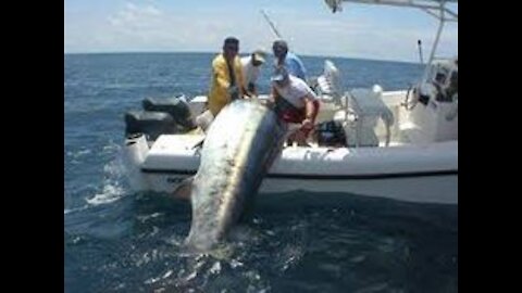 top 5 big fish caught in the sea arg recorded by cameras-amazing.fishing skill, catchinh big tuna