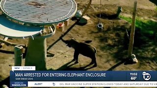 Man arrested for entering San Diego Zoo elephant enclosure