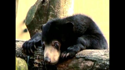 Naughty Baby Sun Bear