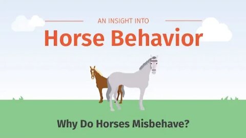 Hay Horsy People - Sunday Morning Live - 10 Horse Behaviors Discussed