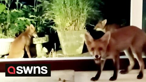 Adorable moment fox and her cubs enter UK home to cool off during heatwave