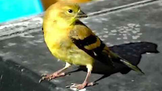 IECV NV #126 - 👀 American Goldfinch Juvenile Almost Touched 9-10-2015