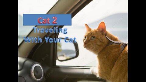 Cat 2 : Traveling With Your Cat