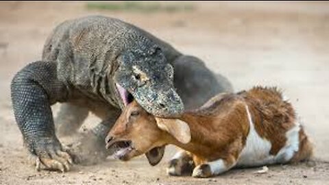 The big chameleon eating a goat