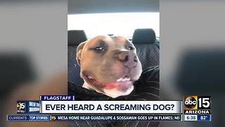 Dog from Flagstaff becoming internet sensation