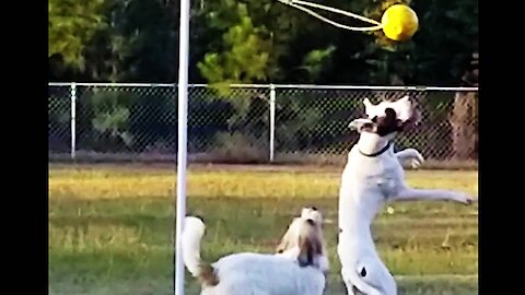 Great Dane service puppy & buddy have a blast with their tether-ball
