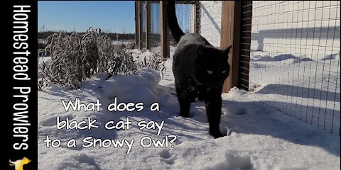 Black Cat Meets A Snowy Owl
