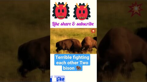 Terrible fighting each other two bison 🦬#shorts #youtubeshorts