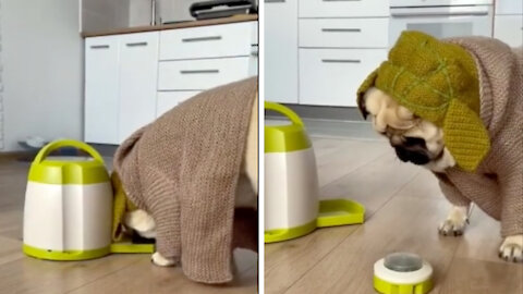 Yoda Dog Wants his Food NOW!!! | CUTE