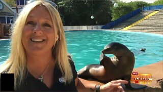 How You Can Support Sea Lions and Conservation Awareness