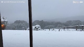 Ces kangourous ne peuvent pas s'empêcher de jouer dans la neige