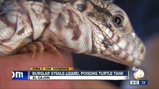 Burglar steals lizard, poisons turtle tank