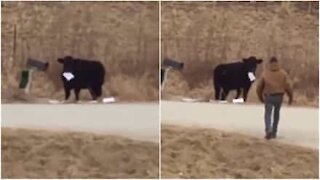Taisi olla kova nälkä? Lehmä varastaa kirjeen postilaatikosta ja alkaa syödä sitä!