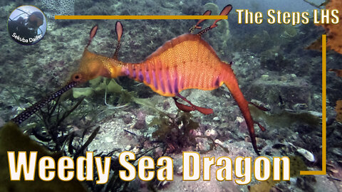 Weedy Sea Dragon | Scuba Diving at The Steps LHS | July 2021