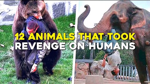 12 Times Animals Took Revenge On Humans