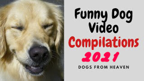 Very Funny Dog Videos 2021 - Dogs From Heaven