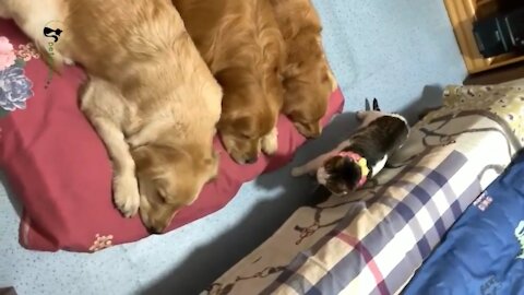 Cute Little Kitten Sleeping With Dogs