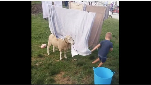 Sheep incredibly plays games with little boy