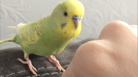 Adorable parakeet loves to play with mom’s rings