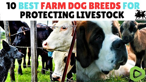 10 Best Farm Dogs For Protecting Livestock | Best Farm Dogs Breeds | Livestock Guardian Dog Breeds