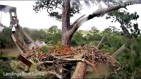 Savannah Nest Rocks & Rolls As Hurricane Adalia Blows By ⛈ 08/31/23