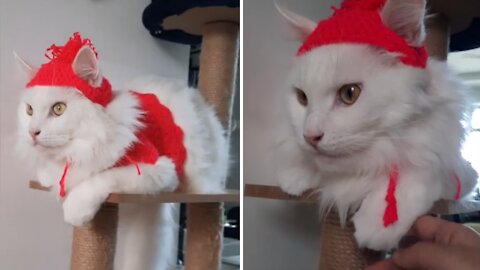 Kitty reluctantly shows off knitted cat hat