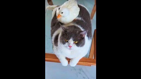 cat and duck love moments 🥰💐2022#shorts #cats