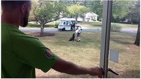Ecstatic Dogs Run Across Yard To Greet The Mailman