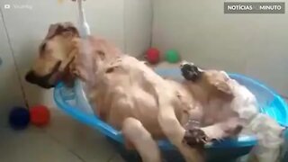Cão tira soneca em banho relaxante