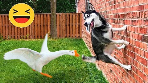 Best Funniest Animals Videos 2024 🤣 - Funny Dogs And Cats Videos🐱🐶 part:- 65