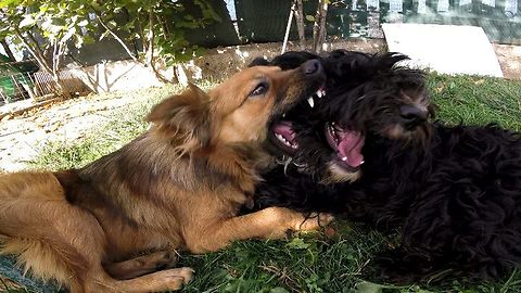 Mother dog keeps her son in shape