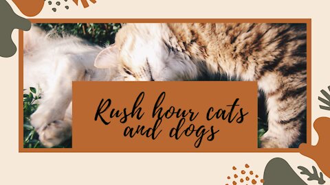 Rush hour cats and dogs