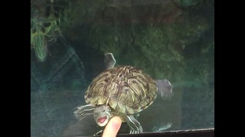 Turtle won't let Glass Discourage him from trying to Bite some Fingers
